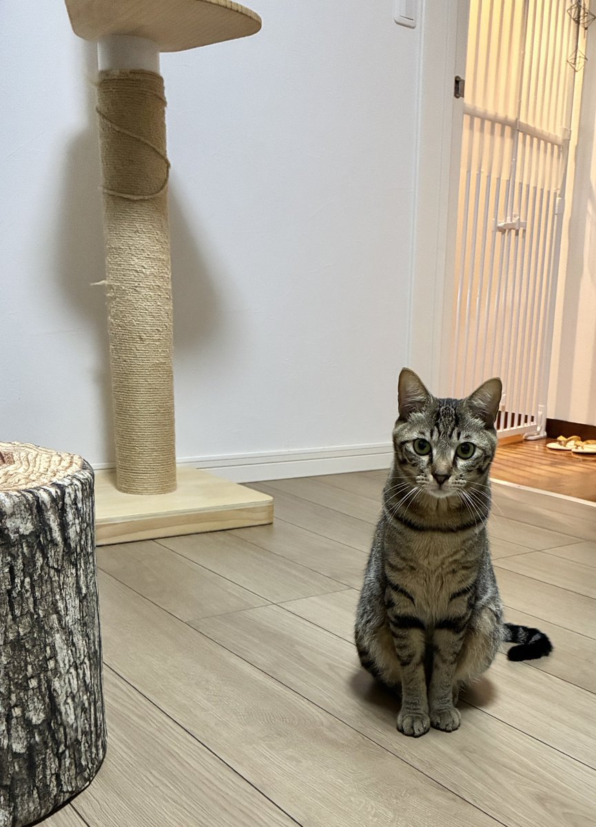 cawaii415's tweet photo. キャットタワーのだるんだるんになった麻紐、結束バンドで直せると知り早速やってみた。殿、合格でしょうか？ https://t.co/gL8TxILGev