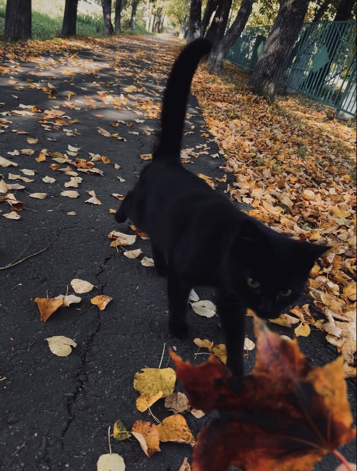 wildriffszr's tweet photo. Minhau 🎃 https://t.co/bk915sB4RJ