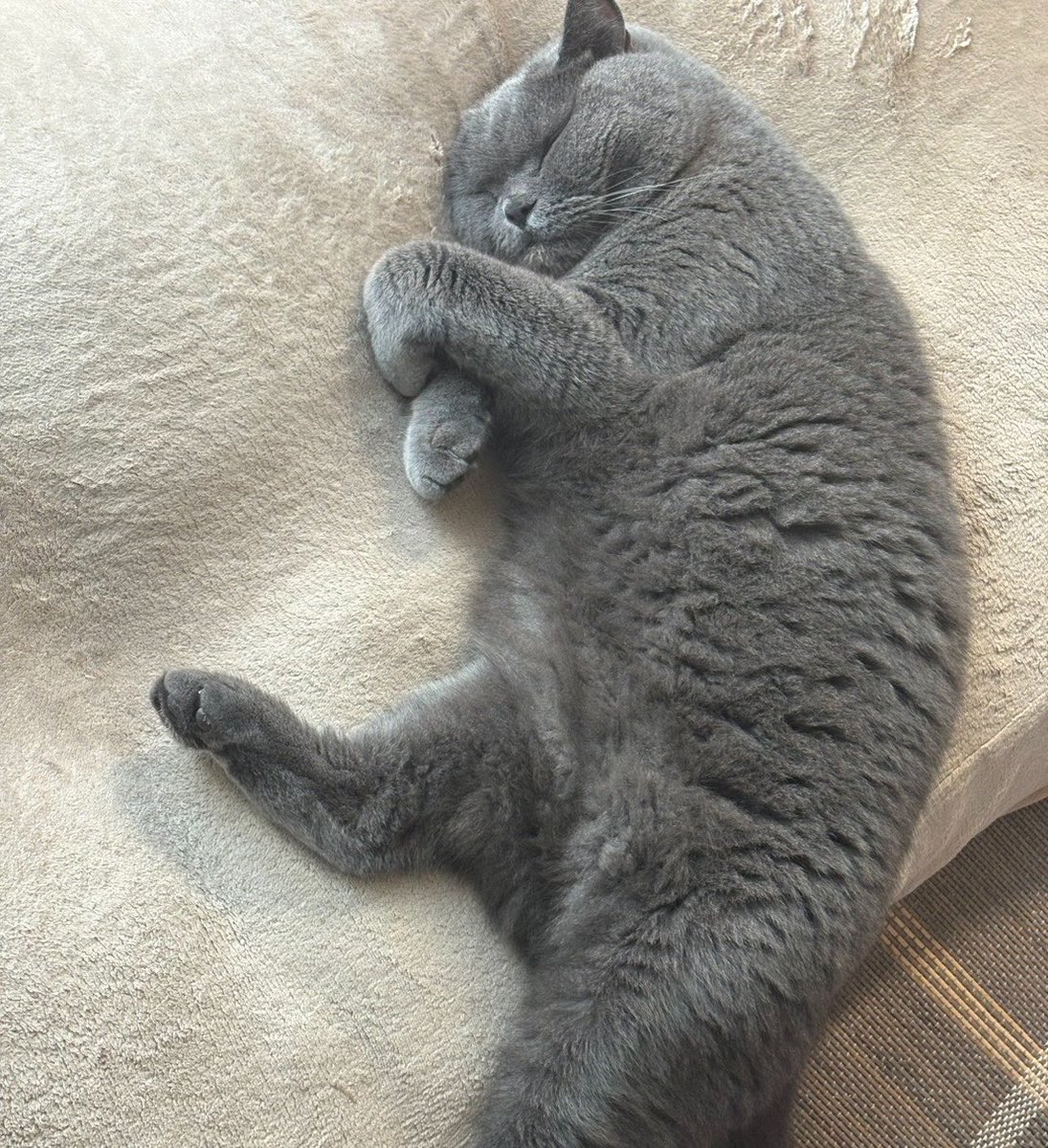 LILY_jsr's tweet photo. 飼い主のくせぇ臭いが大好きな猫
頭皮の匂いなんぞとろけるドブカレーになるレベルです。
トイレの砂を出したら即💩の灰色。
あれ？紳士ってどこ？ https://t.co/ahG9eS57RX