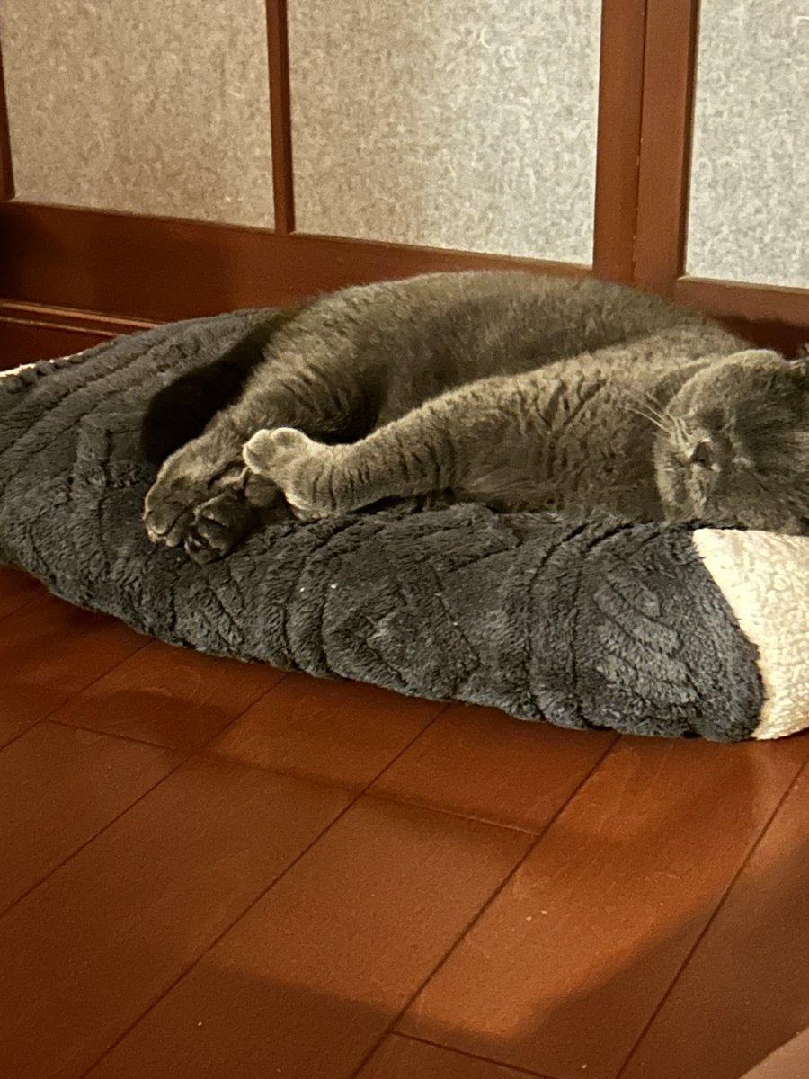LILY_jsr's tweet photo. 飼い主のくせぇ臭いが大好きな猫
頭皮の匂いなんぞとろけるドブカレーになるレベルです。
トイレの砂を出したら即💩の灰色。
あれ？紳士ってどこ？ https://t.co/ahG9eS57RX