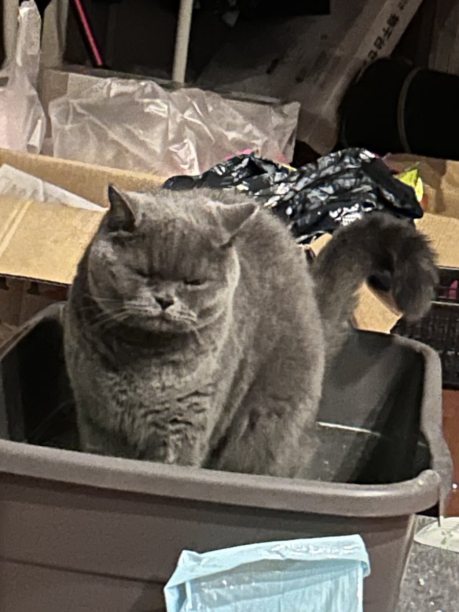 LILY_jsr's tweet photo. 飼い主のくせぇ臭いが大好きな猫
頭皮の匂いなんぞとろけるドブカレーになるレベルです。
トイレの砂を出したら即💩の灰色。
あれ？紳士ってどこ？ https://t.co/ahG9eS57RX