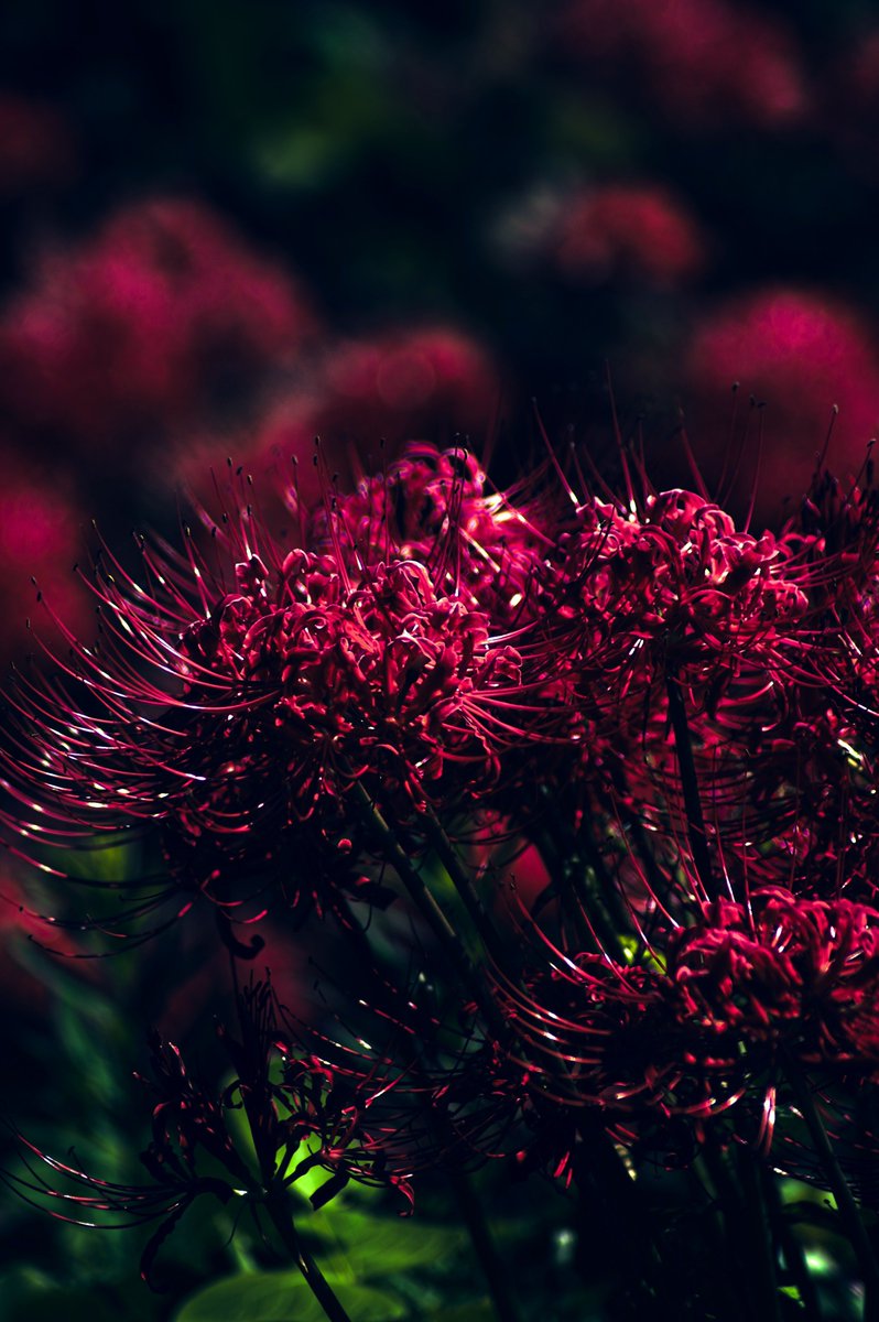 Roux_RT's tweet photo. 焔（ほむら）。
#PENTAX K-3 https://t.co/jumQfXld8z