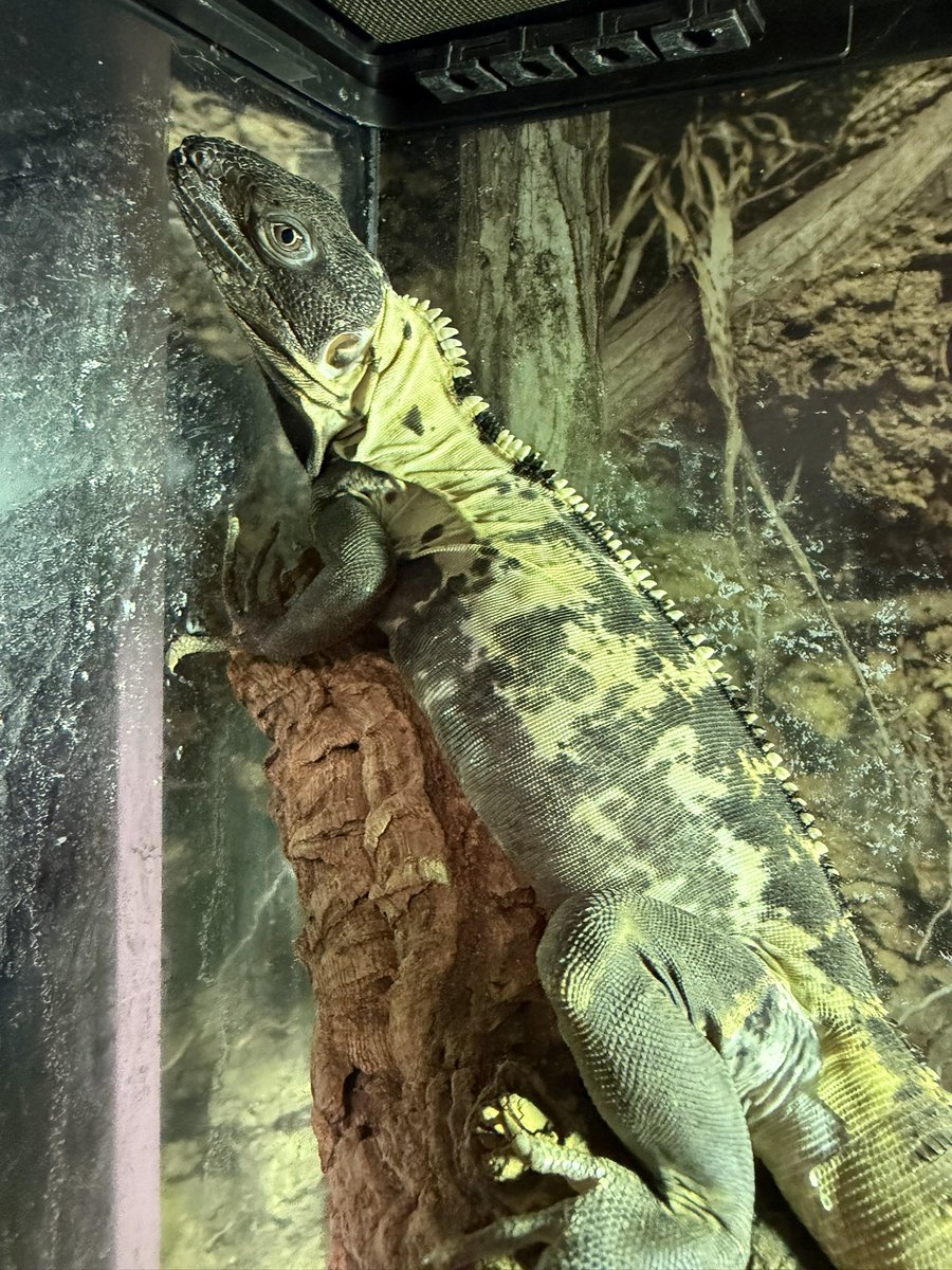 akebonooooooooo's tweet photo. 脱皮きたきたー🦎
白地が出て来て綺麗🤩明日はお風呂入れてあげようー！

#パンダパイドトゲオイグアナ　#トゲオイグアナ　#イグアナ　#爬虫類好きと繋がりたい　#フォロー大歓迎 https://t.co/qBdG4Fr0Kv