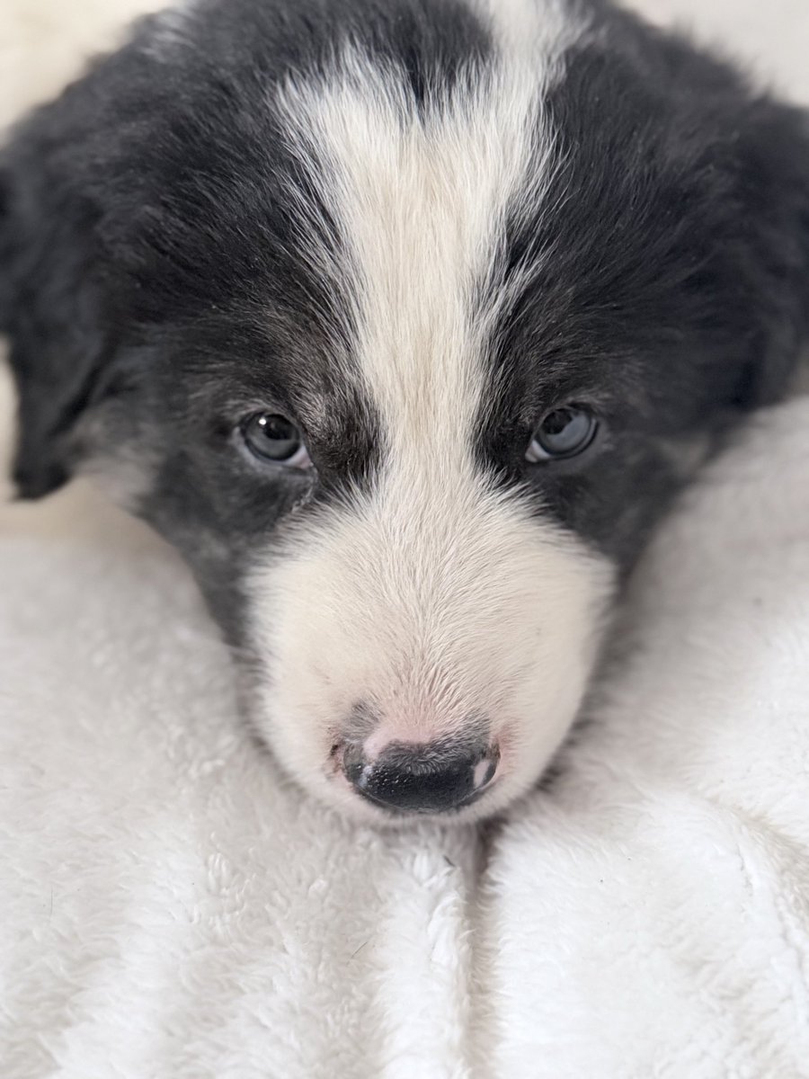 masqueropa's tweet photo. Pues tras unos meses horribles desde que me “abandonó” mi cachorro a los 4 años 😔… les presento al nuevo miembro de la family ❤️❤️🐾 y muero de amor https://t.co/p9VCJcxRl0