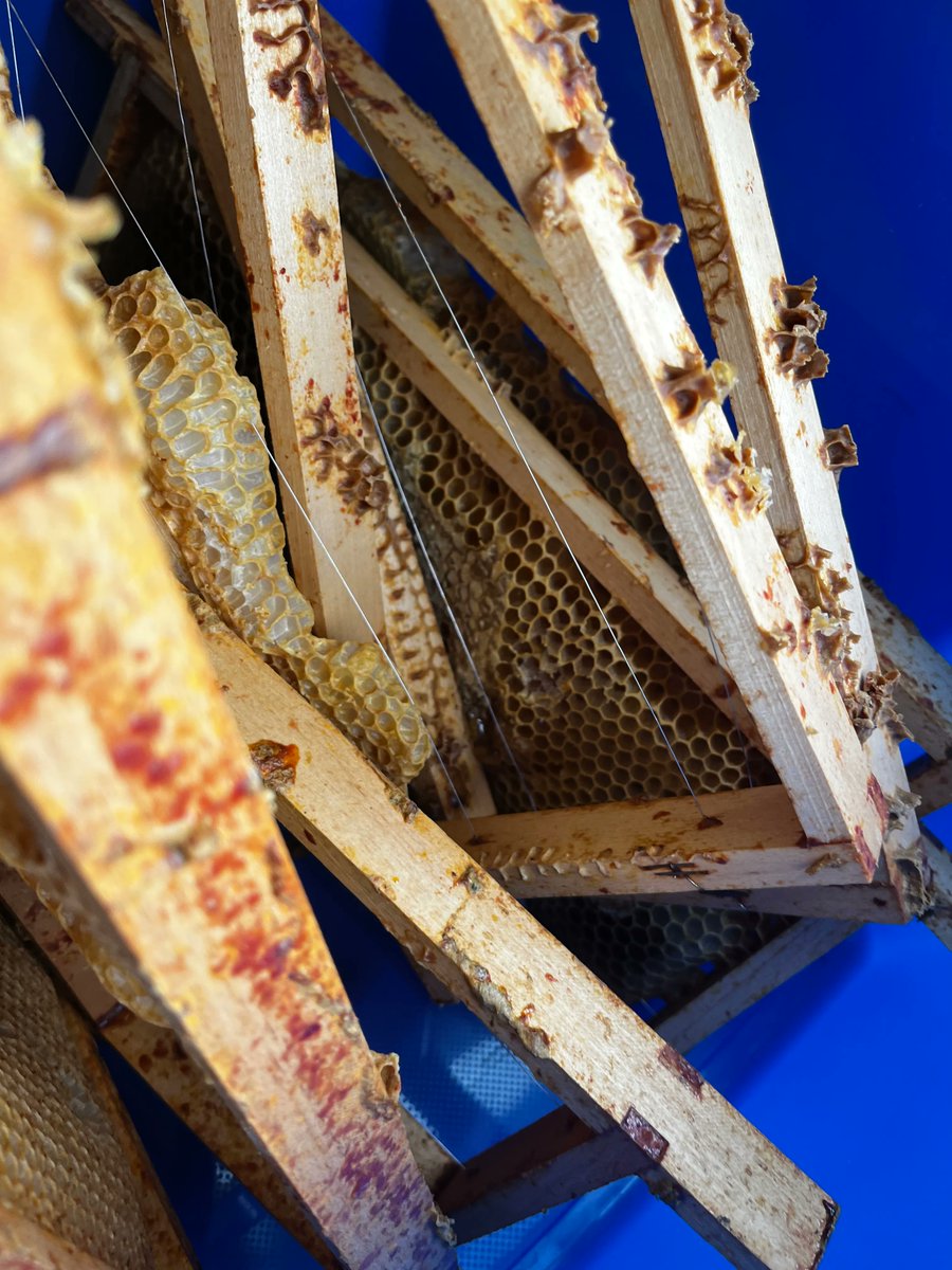 robbertleusink's tweet photo. My bees only made ~2.5 jars this year

Last year the same hives were 70-80% full

This isn't due to climate change
My bees aren't dying of heat

Farmers cut the clover while it's still in bloom

The city council mow the roadsides down to bare earth, on schedule, then plant a few weeds somewhere else and call it 'biodiversity'

The 'extinction' of bees is not climate change, but government policy