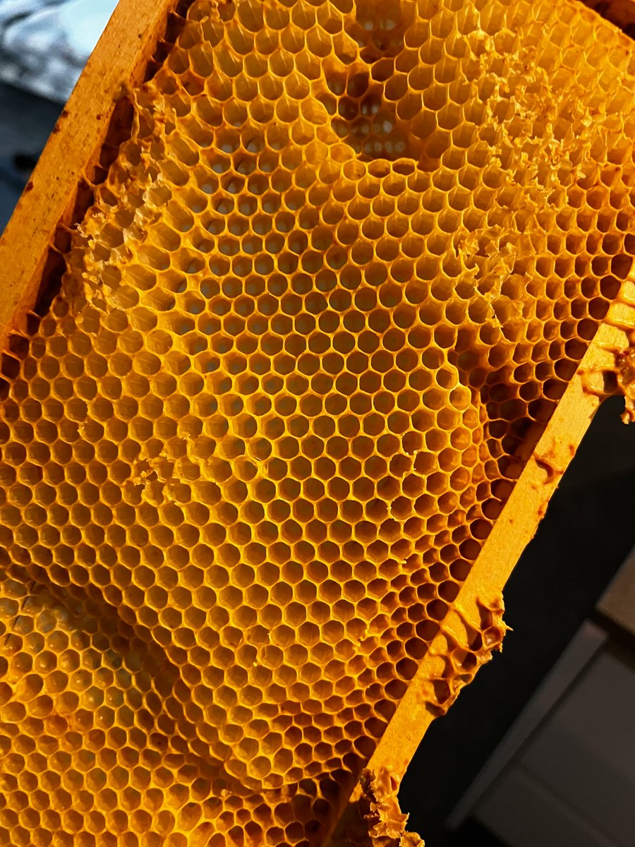 robbertleusink's tweet photo. My bees only made ~2.5 jars this year

Last year the same hives were 70-80% full

This isn't due to climate change
My bees aren't dying of heat

Farmers cut the clover while it's still in bloom

The city council mow the roadsides down to bare earth, on schedule, then plant a few weeds somewhere else and call it 'biodiversity'

The 'extinction' of bees is not climate change, but government policy
