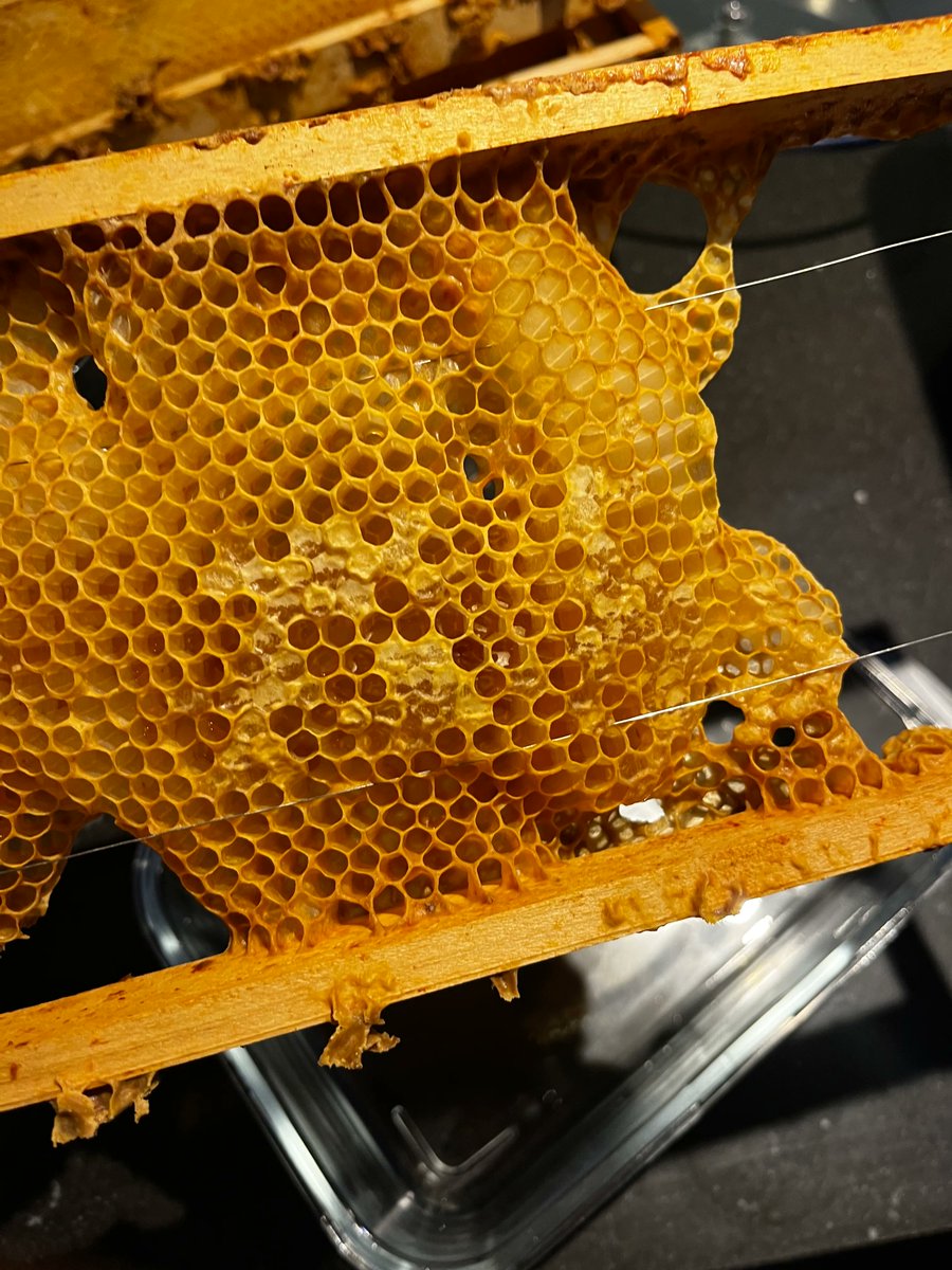 robbertleusink's tweet photo. My bees only made ~2.5 jars this year

Last year the same hives were 70-80% full

This isn't due to climate change
My bees aren't dying of heat

Farmers cut the clover while it's still in bloom

The city council mow the roadsides down to bare earth, on schedule, then plant a few weeds somewhere else and call it 'biodiversity'

The 'extinction' of bees is not climate change, but government policy