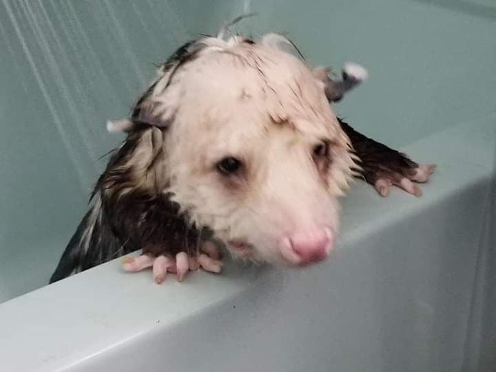 Possum_Daily's tweet photo. #possum #Possum_Daily https://t.co/RMEZVot2g1
