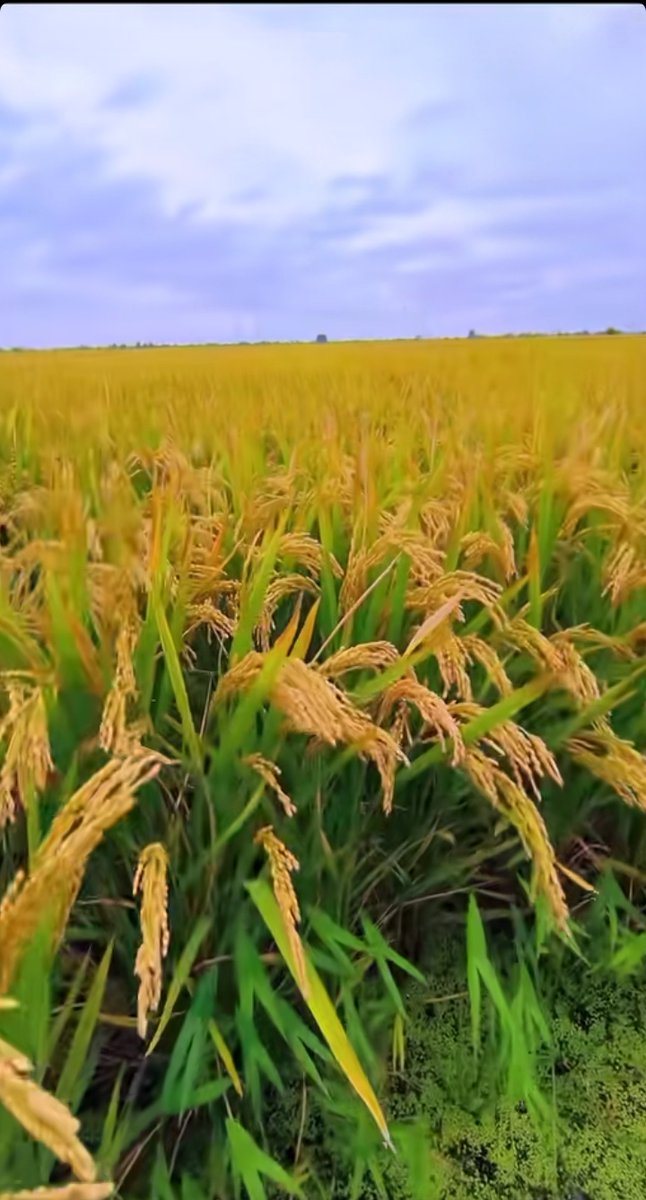 bold_breez_42's tweet photo. [The rice sways with every breeze, golden waves stretching wide—autumn harvest vibes hit different!]， https://t.co/vfn007HfkQ
