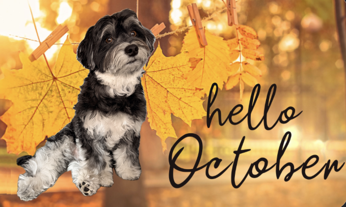 jackyhavanese's tweet photo. https://t.co/Mujb29i7x1