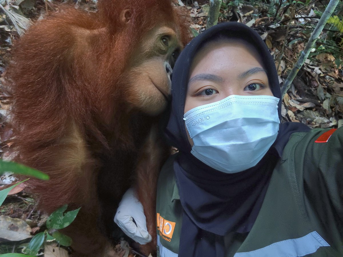 adfiananisa's tweet photo. Kemarin aku nulis cerita unik soal Asih, salah satu Orangutan Sumatera yang super cerdik.

Ada momen luar biasa yang harus aku ceritakan dalam bentuk tulisan agar bisa dibaca banyak orang, sayang kalau disimpen sendiri.

Bisa dibaca di sini 👇🏻🦧
 https://t.co/CvDfsTCsAd https://t.co/DSR968wZ5o