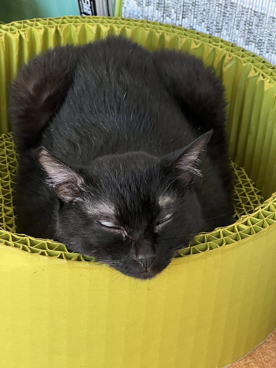 KurokuroYakko's tweet photo. 本日の nyans：瞑想中・・・・？🐱kuroro
#nyans　#ねこ　#ネコ　#猫　#ミニ畑の花掲示板 https://t.co/n3MXbwC3lq