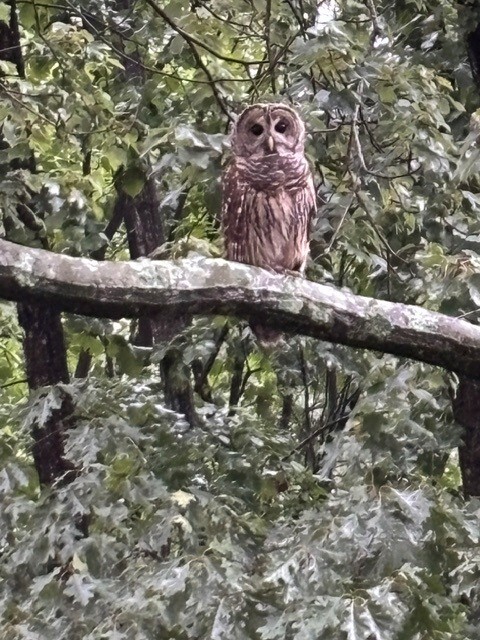 WalkersRidgeNC's tweet photo. Remembering World Nature Conservation Day
-------------------------------------------------------------------
Although World Nature Conservation Day has passed, the importance of protecting our natural environment remains—especially as the busyness of everyday life can... https://t.co/YYQgPY0iun