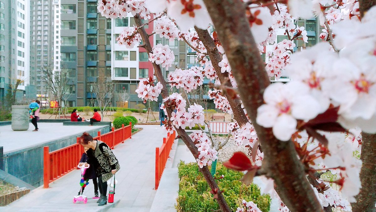 rober_frein_99's tweet photo. [盼梢闹] The small tree branch sways, children laugh u0026 we all wait for spring https://t.co/IKVO5gZhCk