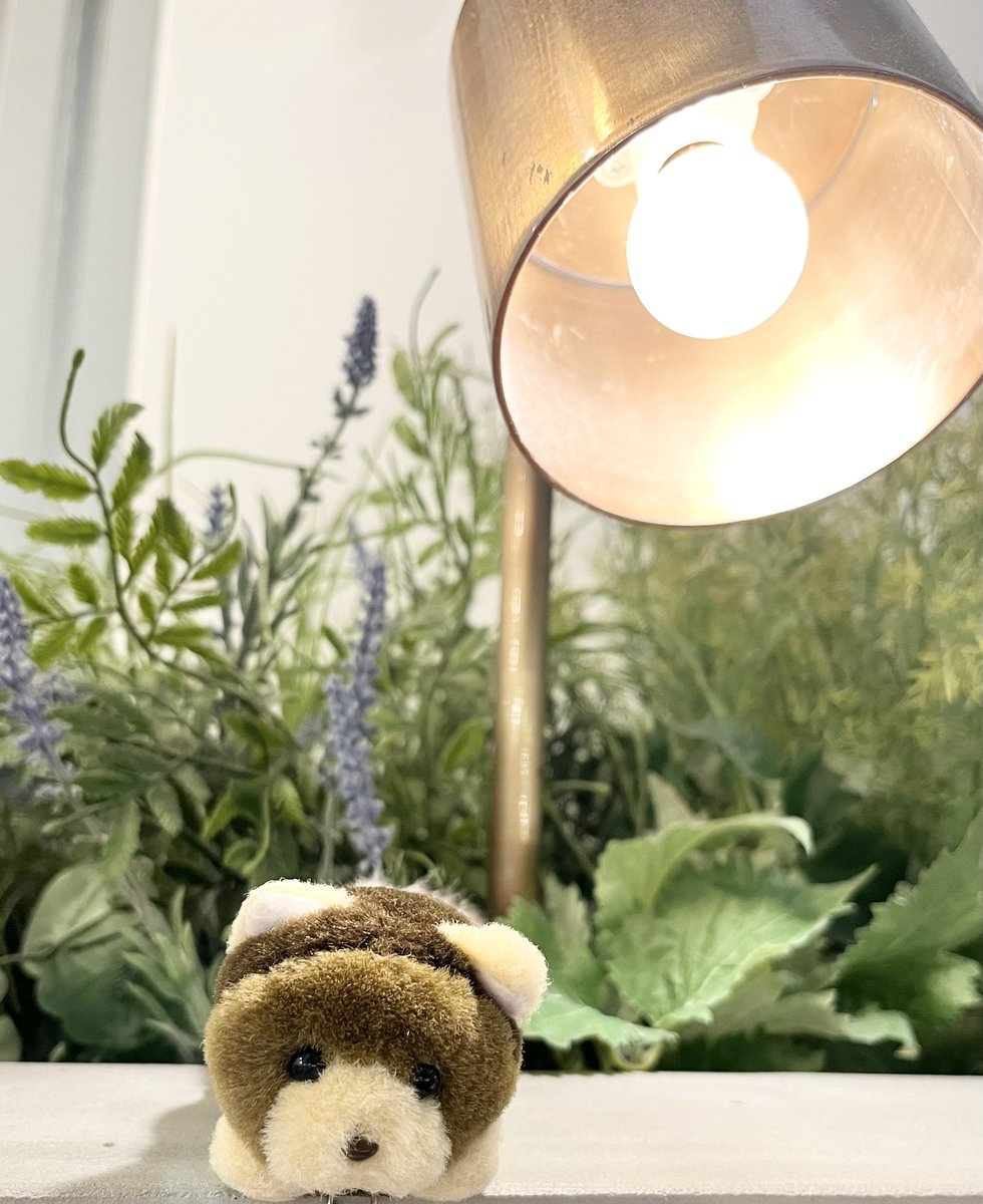 tanu202602's tweet photo. いつもそばにいてくれるたぬき🦝 https://t.co/0v9nYU249g