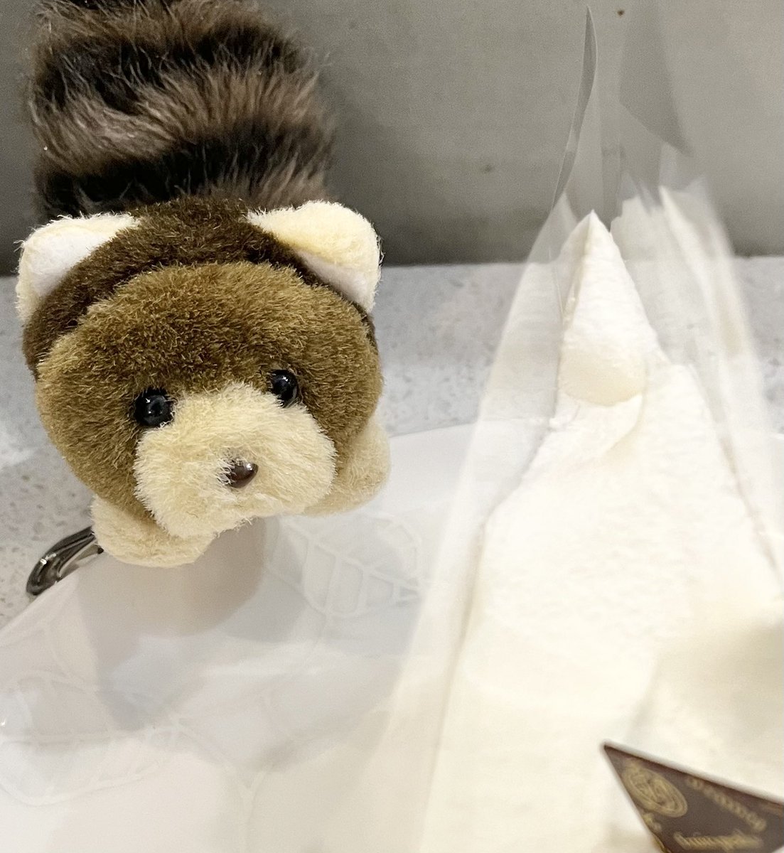 tanu202602's tweet photo. いつもそばにいてくれるたぬき🦝 https://t.co/0v9nYU249g