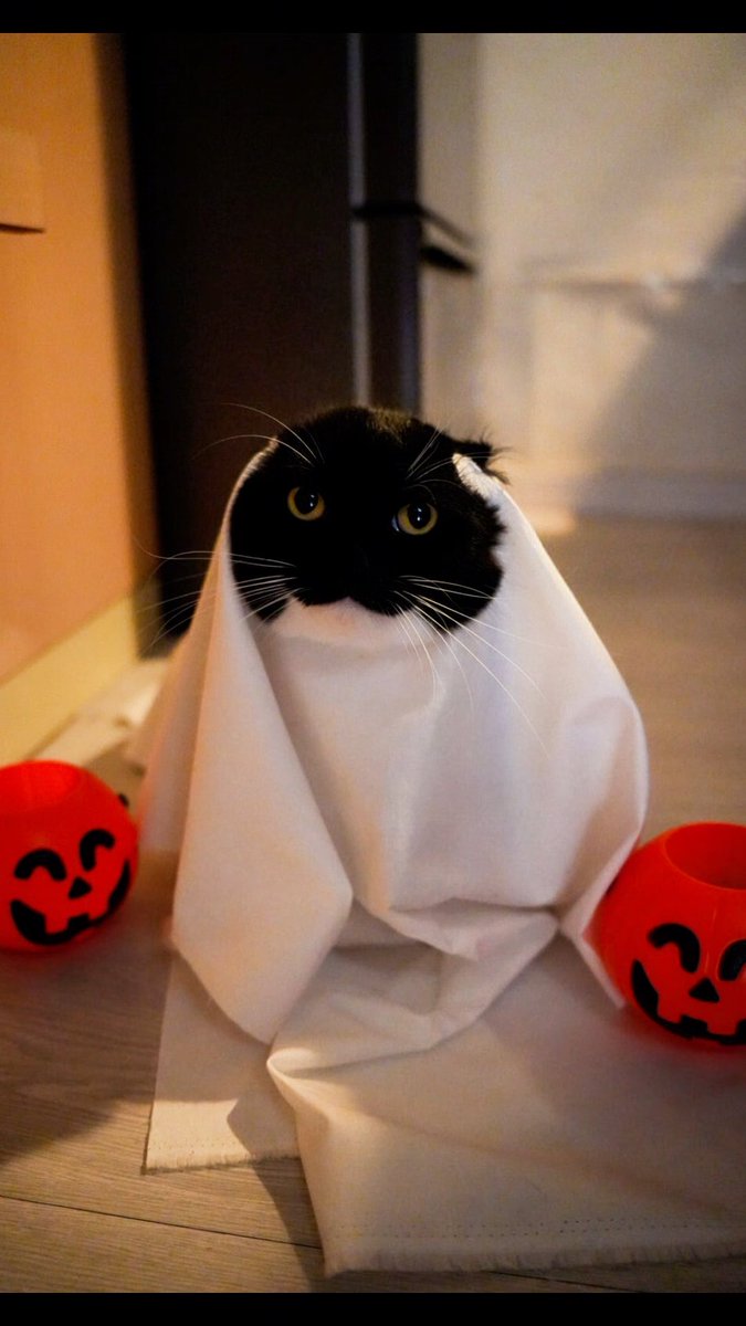 A black cat dressed as a Halloween ghost peeks out from under a white sheet, flanked by two jack-o'-lantern trick-or-treat bowls, perfectly capturing the spooky October spirit.