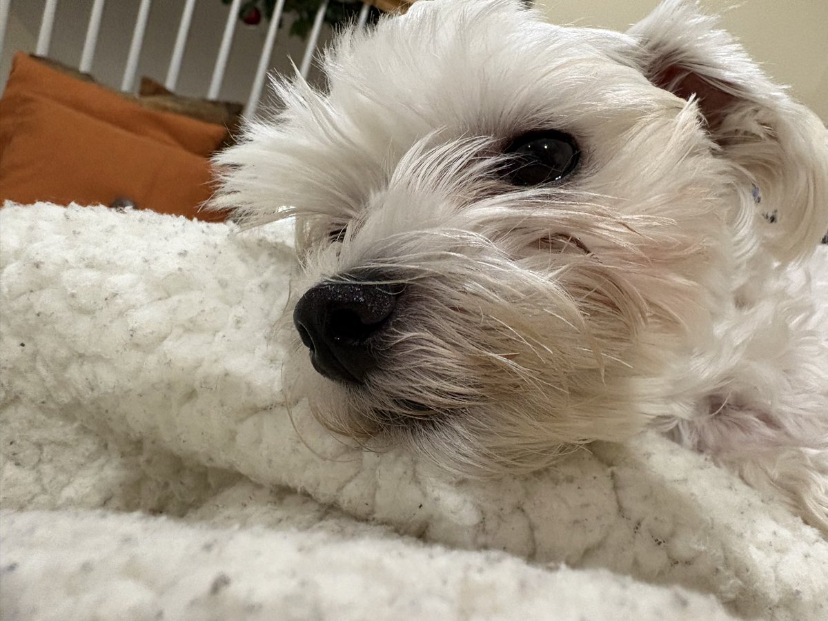 CaitlinHoey's tweet photo. Do you think I’m cute? 

Love,
Fiona Bean

#dogsofX https://t.co/53ViLzNghr