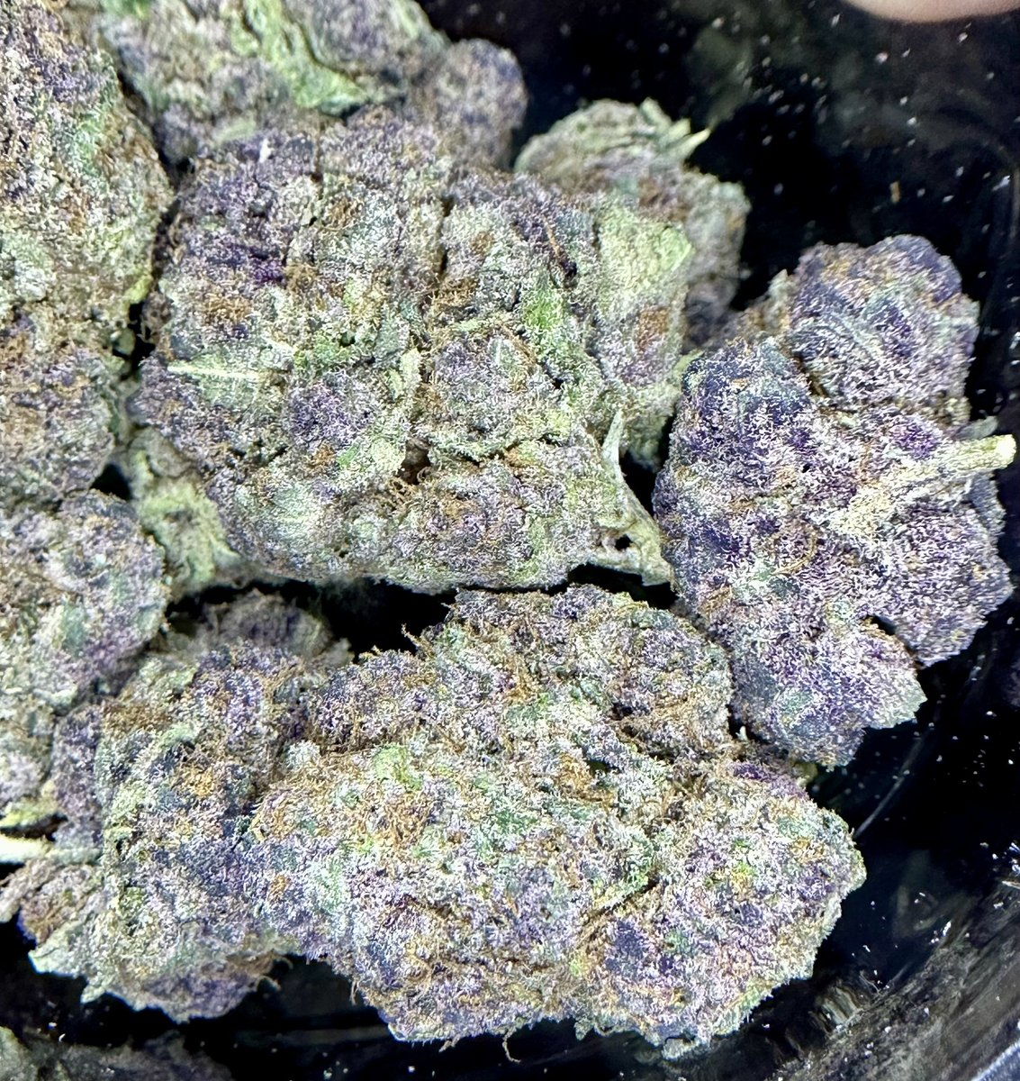 ClockworkxChaos's tweet photo. Been enjoying this Tropicana Cherry 🍒 from @NeptuneSeedBank The pictures seriously don’t do it justice. Absolutely love the smell 👃—one of those aromas you just keep going back to. https://t.co/MejGZghkQL