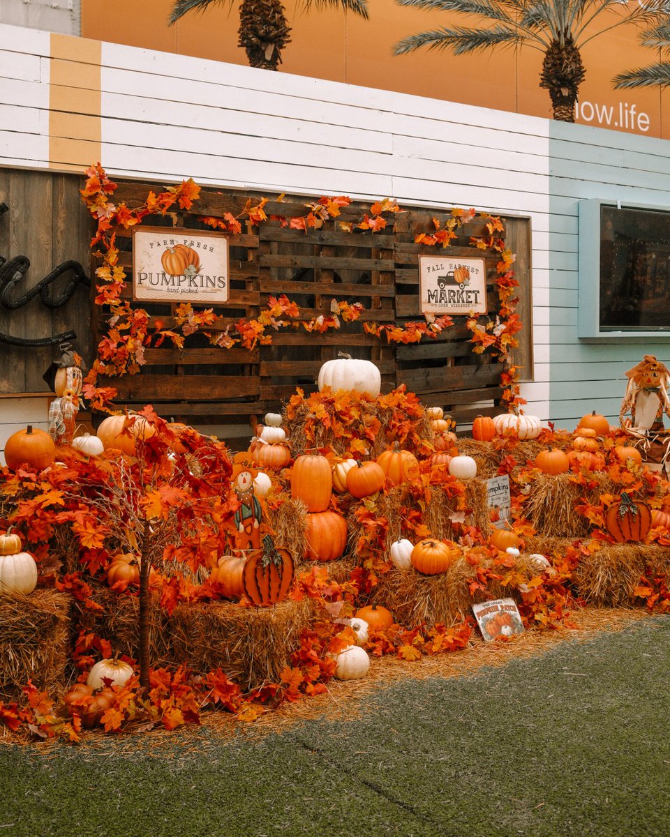 wharfftl's tweet photo. Fall starts here!🎃 TODAY, Thursday, October 1st, join us for our harvest celebration to pick your favorite pumpkin, enjoy delicious fall cocktails, and snap your fall aesthetic at our fall-themed photo moments🍂

👉 Complimentary RSVPs via https://t.co/IK1EDfutHz https://t.co/OBmFwLnn0c