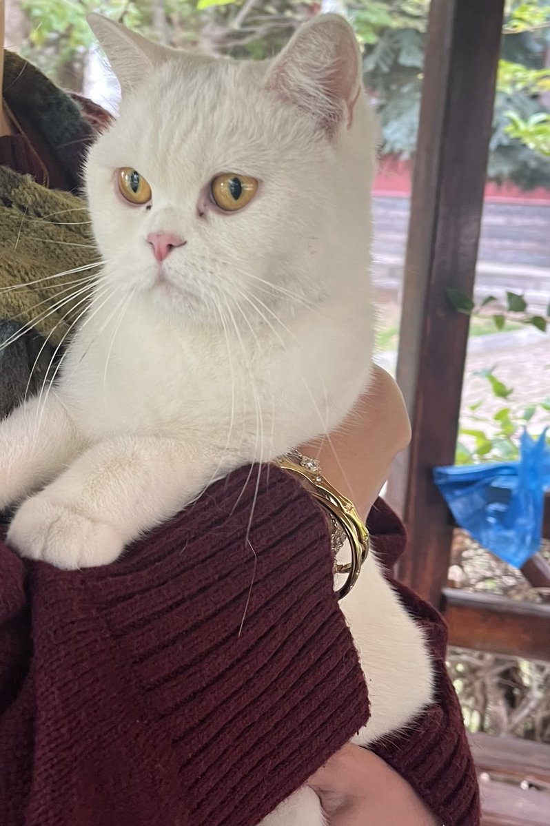 lilapinaa's tweet photo. suhfte british shorthair var sahiplenmek isteyen gelsin!!!!! asssssiri korkuyor buyuk ihtimalle ailesi tarafindan atilmis🤬🤬🤬🤬 https://t.co/FpYUNam48d