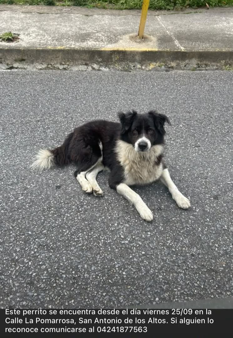 PerroUsuario's tweet photo. Se presume está EXTRAVIADO en San Antonio de Los Altos https://t.co/Y5AEBYrAvm