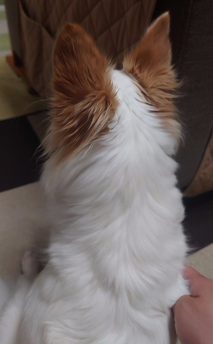 nonoAP_0403's tweet photo. 本日(2026/10/1)のノノさん🐕🛁✨

お家シャンプーしてさっぱり
おそらく洗われると思ってなかったので最初は無防備で(笑)、とっても頑張りました
おつかれさま🙆✨ https://t.co/nfRh8nvrfE