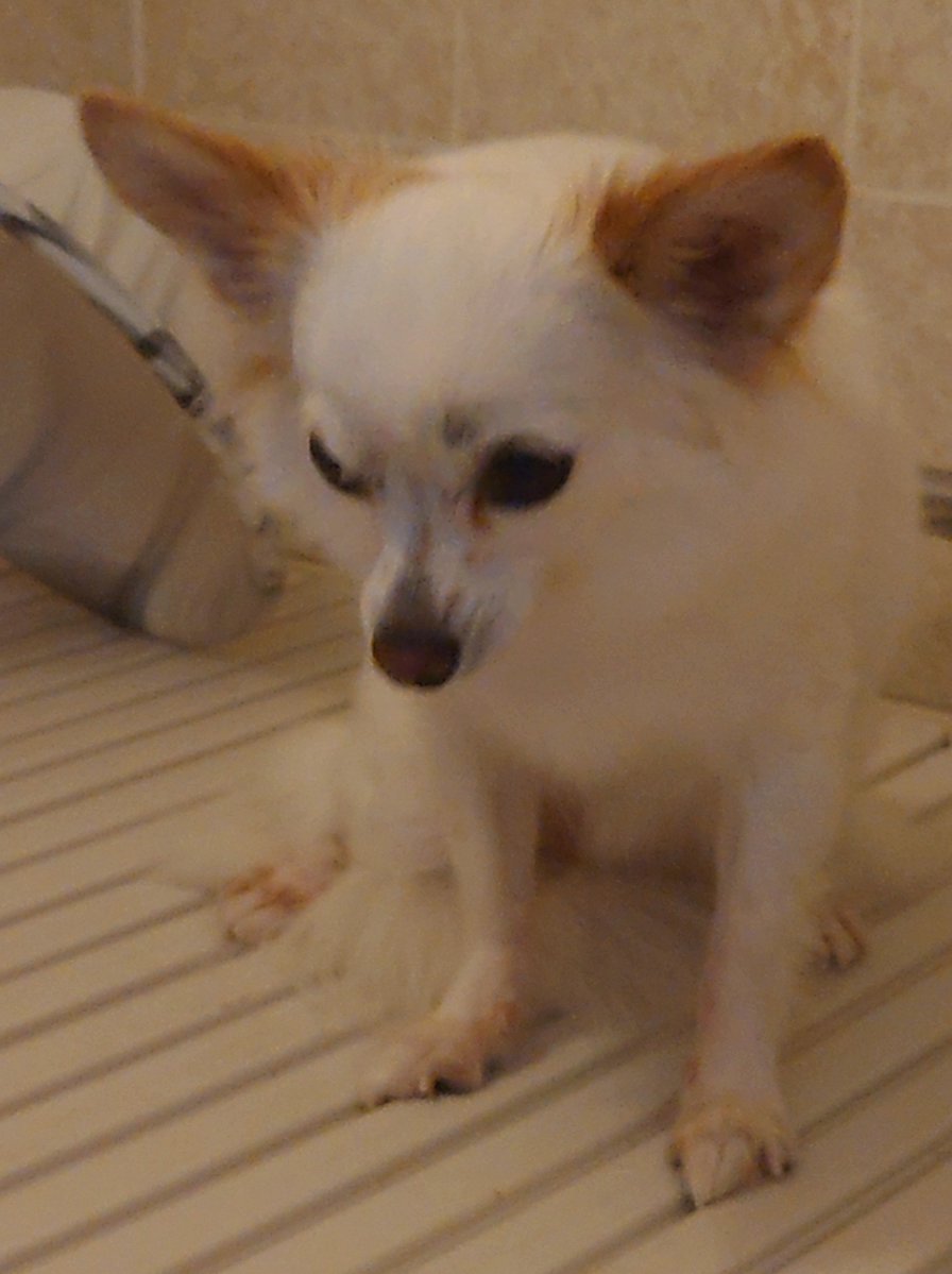 nonoAP_0403's tweet photo. 本日(2026/10/1)のノノさん🐕🛁✨

お家シャンプーしてさっぱり
おそらく洗われると思ってなかったので最初は無防備で(笑)、とっても頑張りました
おつかれさま🙆✨ https://t.co/nfRh8nvrfE