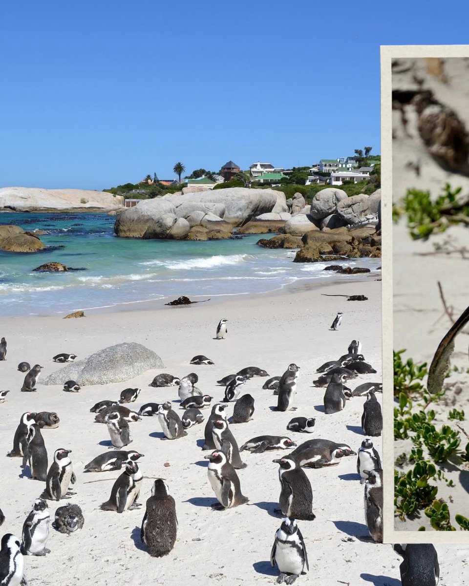 cobra_ksk's tweet photo. Just winging it and living the penguin life. 🐧🐧🐧
📍Boulders Beach, South Africa 🇿🇦✌🏼📸🗺️
•
•
•
•
•
•
•
•
•
•
•
•
•
•
•
•
•
•
•
#nomadicbearventures #penguins #penguinsofinstagram #bouldersbeach #southafrica #nature #beach https://t.co/v2tjS8BGCU