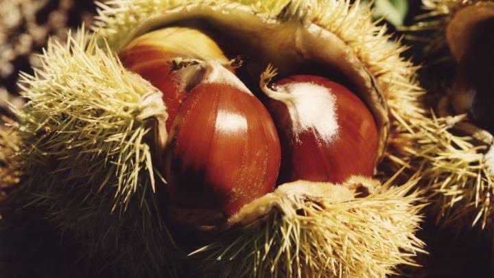 InstCervantes's tweet photo. ¡#BienvenidoOctubre! 🌰🍇🍄.
🔸 Τα σταφύλια τα ψηλά είναι και τα πιο γλυκά
🔸 Buka pa djathë si nusja pa vathë
🔸 Trauben mit Käse schmekt nach einem Kuss
Mismo refrán, varios idiomas.
Descubre cuál es con el #RefraneroMultilingüe del @cvc_cervantes:
🔗 https://t.co/ik4z2GLWpz https://t.co/VqBtsq17kO