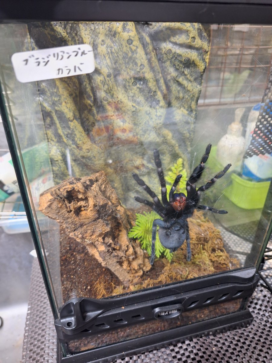 ih_877's tweet photo. 🕷️注意

主張が激しすぎる https://t.co/bTpzApTqTY