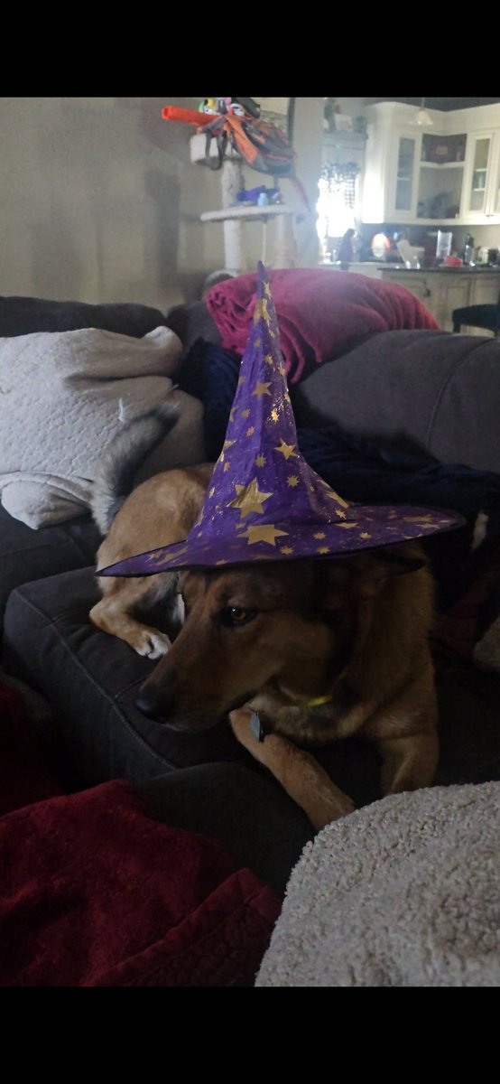 eepyyaya's tweet photo. good meowning everynyan ♡

yaya is spending today doing some silly art and cooking ! 

made eggs and chorizo ... classic easy meal 𐔌˙.

also ... dog tax in time for spoopy season .. boo so scary .. https://t.co/ciVr9daw4G