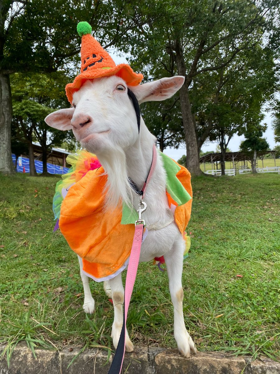 Baphomong's tweet photo. Happy Goatober!!! Baaaa https://t.co/PMZp70fnpv