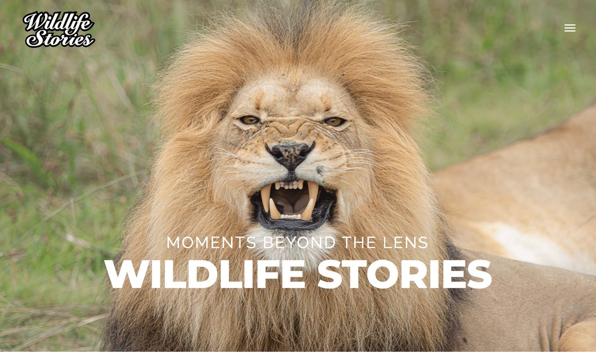 letigrenl's tweet photo. Check out my latest article: Wildlife Stories – Wildlife Fotografie met Verhalen uit de Natuur https://t.co/z2nedTSwuO via @LinkedIn https://t.co/SfVL73Ezu1