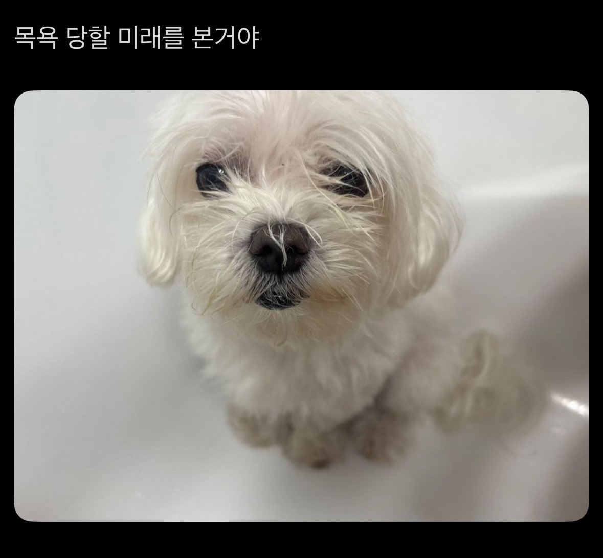 yoonleft1004's tweet photo. 근데 약간 자기 씻는 줄 알고 오해한듯
표정이 똑가태.. https://t.co/GH5jNo0T5W