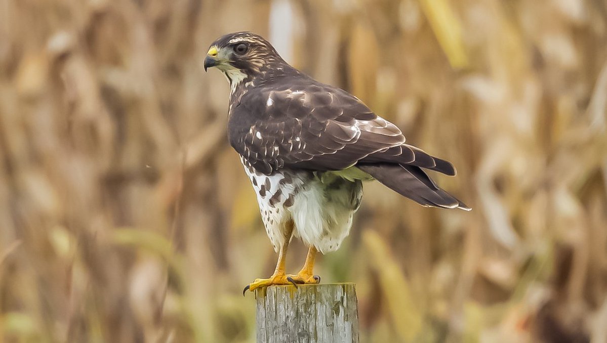 randybenton84's tweet photo. Didn't see any bison at Broken Kettle yesterday, but there's always something else to look at. Caught this juvenile broad-winged hawk hangin' out on a post. #broadwingedhawk #brokenkettlegrasslands #iowacritter #natureishealing https://t.co/5XsDMp1GkV