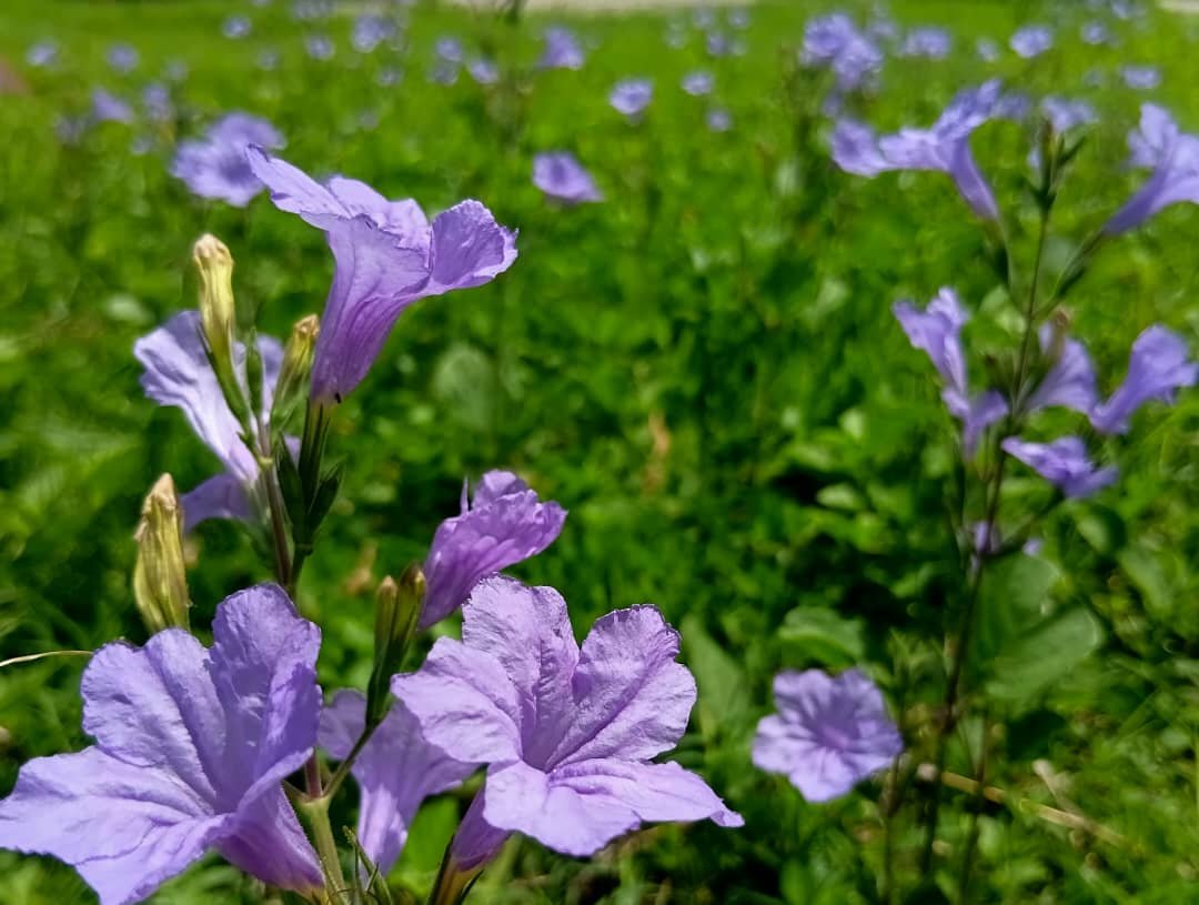 LauraStefHR's tweet photo. Amo a las flores como al campo #Cuba https://t.co/sLl2SVIy4T