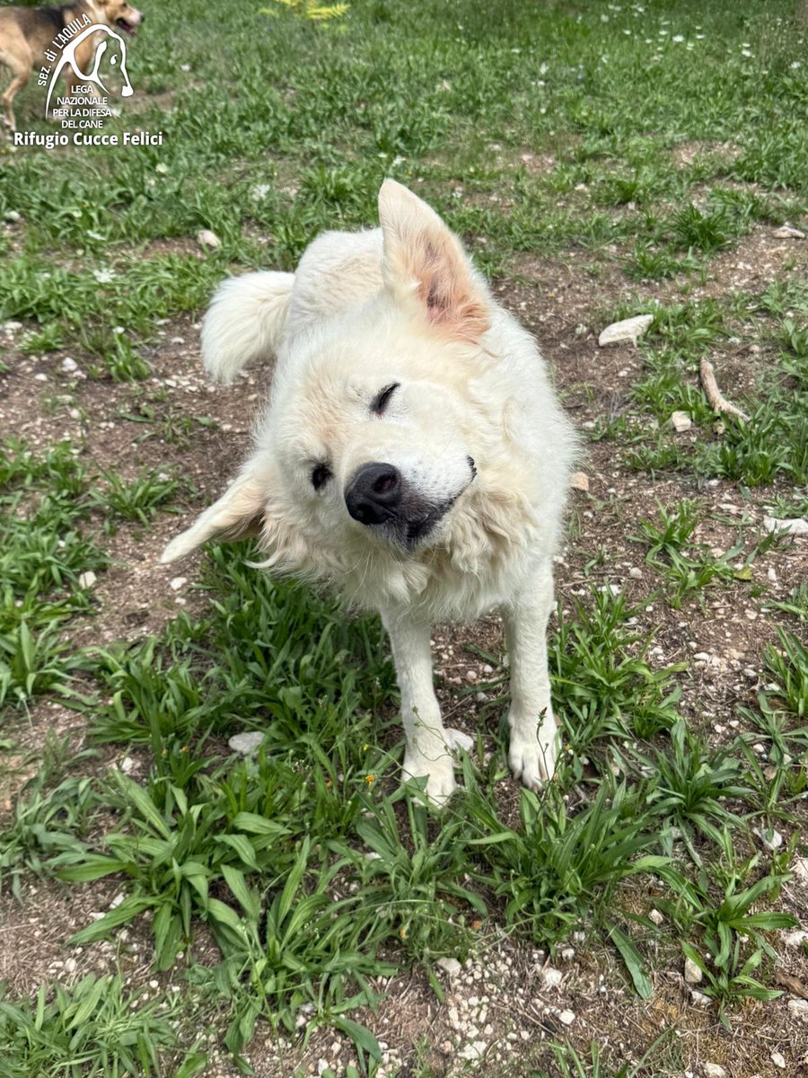 cuccefelici's tweet photo. Asso è un pastore abruzzese del 2023: è buono, affettuoso e vivace; va d'accordo con tutti, persone, cani e gatti. Vieni a conoscerlo in Rifugio! https://t.co/t5UEMPcfPB #canile #adozione #randagio #Abruzzo #LAquila #LegadelCane https://t.co/qF6HbVh3NO