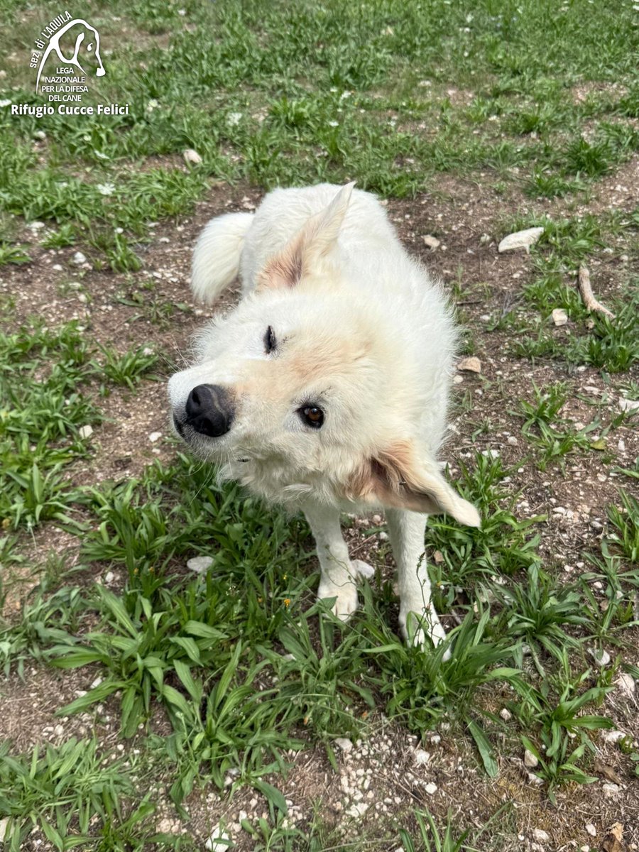 cuccefelici's tweet photo. Asso è un pastore abruzzese del 2023: è buono, affettuoso e vivace; va d'accordo con tutti, persone, cani e gatti. Vieni a conoscerlo in Rifugio! https://t.co/t5UEMPcfPB #canile #adozione #randagio #Abruzzo #LAquila #LegadelCane https://t.co/qF6HbVh3NO