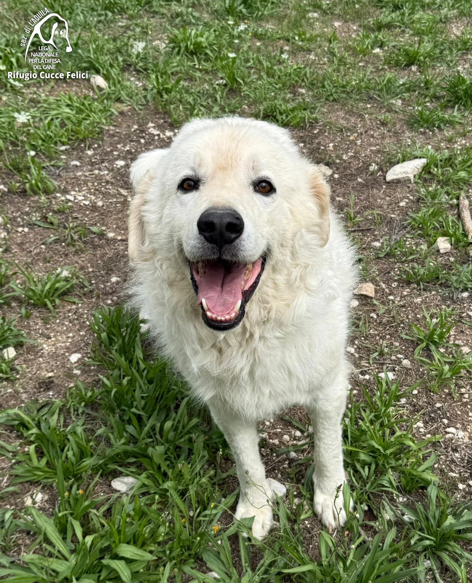 cuccefelici's tweet photo. Asso è un pastore abruzzese del 2023: è buono, affettuoso e vivace; va d'accordo con tutti, persone, cani e gatti. Vieni a conoscerlo in Rifugio! https://t.co/t5UEMPcfPB #canile #adozione #randagio #Abruzzo #LAquila #LegadelCane https://t.co/qF6HbVh3NO