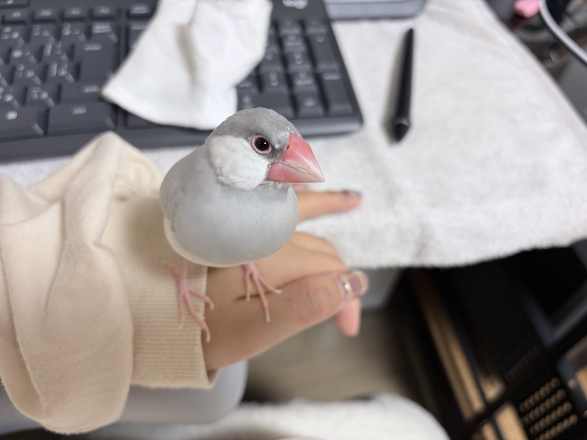 0_ppp000's tweet photo. 寝る前23.6g、今日は放鳥したら即キーボード上に仁王立ちして私を待ち構えていた。挑戦的な目…かまえよという強い圧を感じる🫵
懐の中、手のひらの上でまったりし出したので、抱え込むように上から眺めてうっとりしてたら、近いのが気に障ったのか鼻をドリルクチバシされた。なんだよっ⁉️😾 https://t.co/8bswsttPag