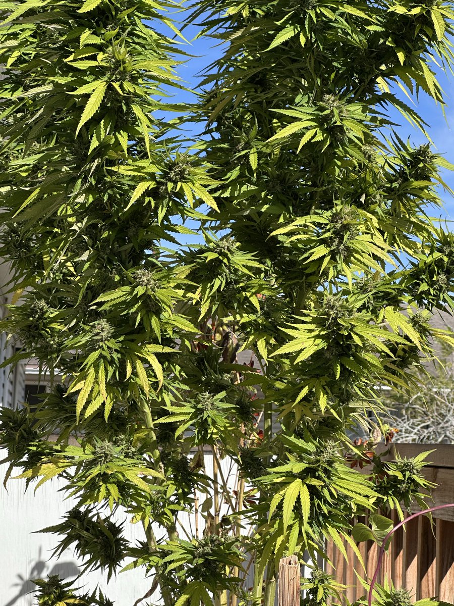 Meddz268's tweet photo. Fall is here😬🤪 https://t.co/aelp3UVtzg