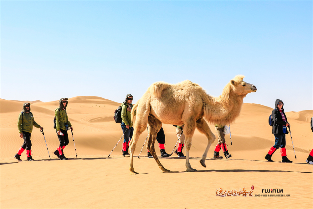 glow_melin_39's tweet photo. [When hiking in the Gobi, a camel’s warm breath feels so good, the guide calmly warns us not to go near when it gets fierce, and a helper quickly calms it down later.] https://t.co/6iosKGuX7F
