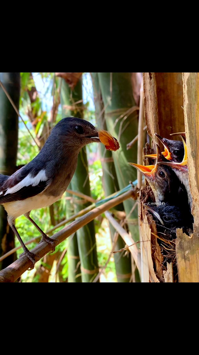 idell_link_81's tweet photo. [A warm moment: a mother bird feeds her hungry chick with great care, symbolizing the sweet bond of nurturing that makes every effort worthwhile, even the tiny "g垢" of daily care is filled with love.]， https://t.co/Whv1OyUSrO