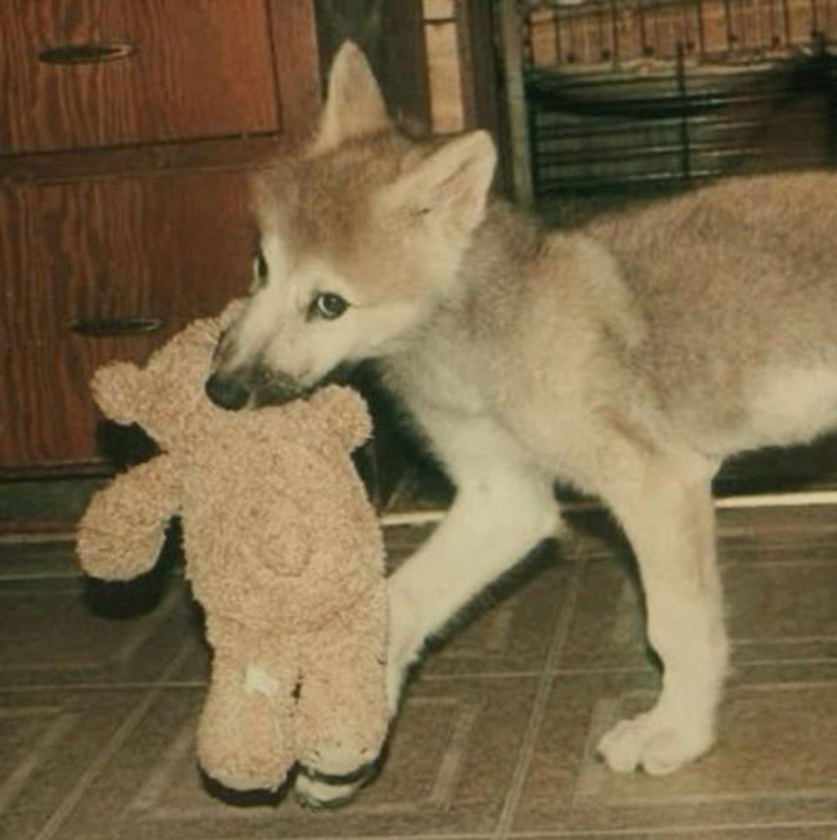 _Scorpiology_'s tweet photo. IT'S BABY RUDO https://t.co/pUA9qcj79B