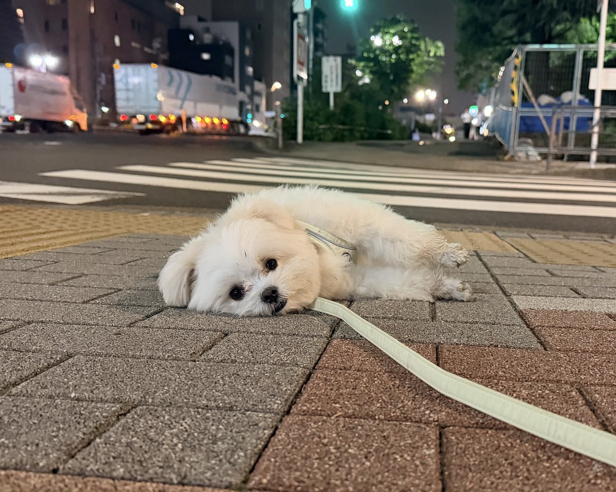 okomeisgoodgirl's tweet photo. 犬、お友達とバイバイした後の道は歩く価値ないとのこと https://t.co/9UgK8q7kZ8