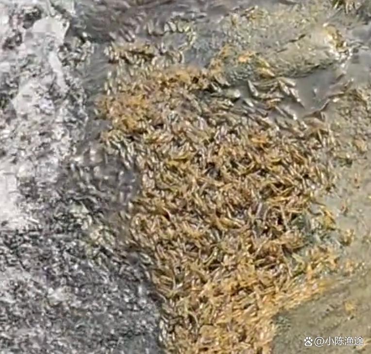 maryt_hurm207's tweet photo. When tangled growth hits the ecosystem, even the tiniest creatures like shrimp shape the flow in surprising ways. https://t.co/RO4XMsCPcq