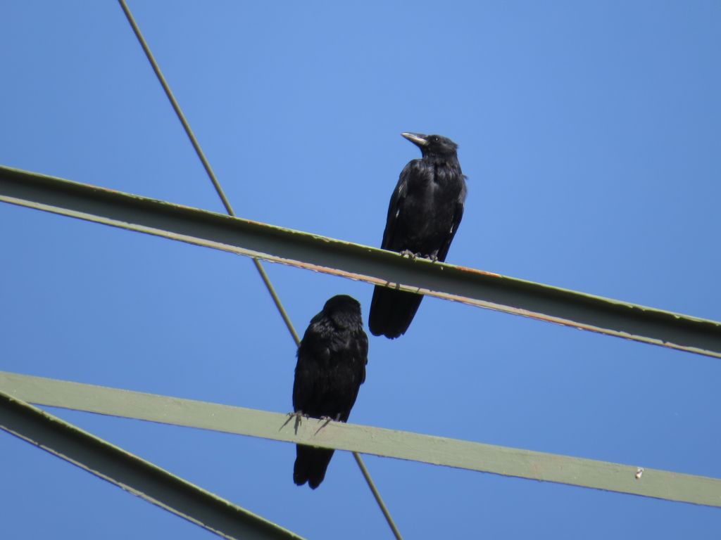 beingmyself_25's tweet photo. Krähe und Dohle
#Krähe #Dohle #Vogel #Natur #TiereInFreierNatur #LDK #Sept26 https://t.co/mF6xJ7QfsH