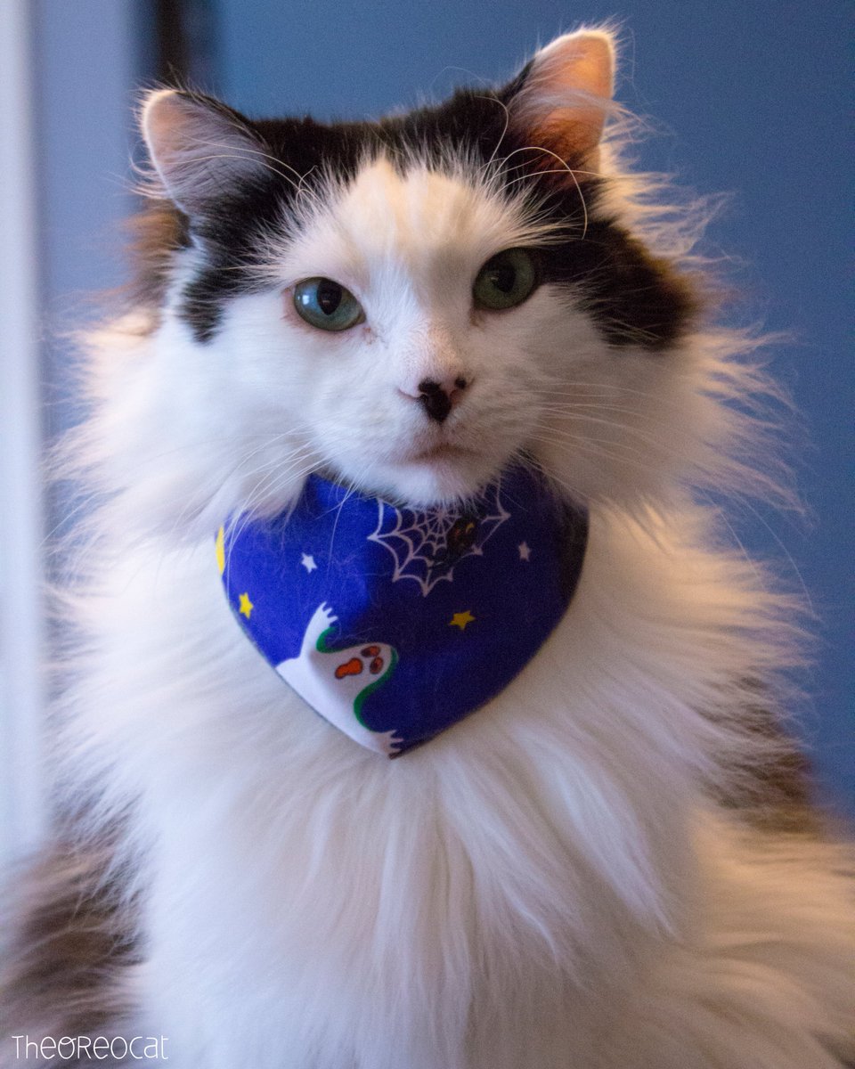 TheOreoCat's tweet photo. "Always remember that things don't need to be big in order to be great. After all, lots of great things come in bite sizes." ~ Oreo 🥨

#BitesFromBeyond https://t.co/FFBAdXvFxo
