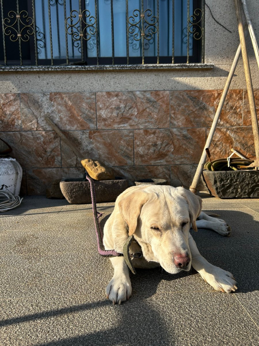 zone_mirna_29's tweet photo. [I hit the nail on the neck, catch the dog, and hang it to dry!] https://t.co/3Z9VhRc99Q